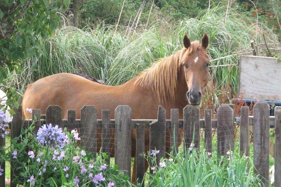 Little Paradise & Petting Farm Greymouth Eksteriør bilde